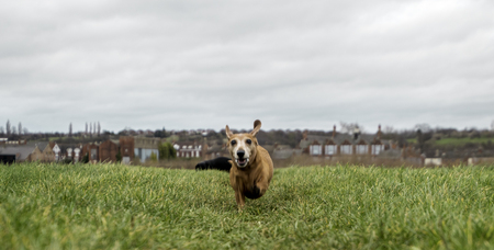 A Miniature Dachshund getting a spot of exercise.の写真素材