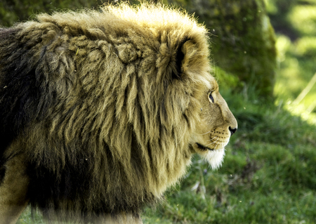 A beautiful Lionの写真素材