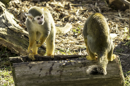 A beautiful and adorable Squirrel Monkey.