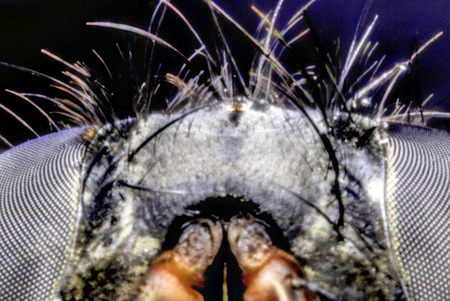 An ultra macro photo of a fly's eye.の写真素材