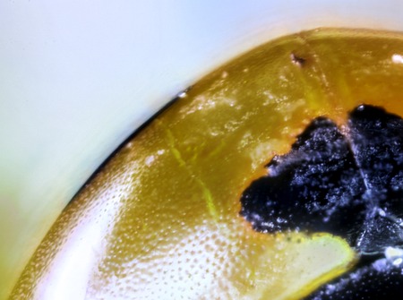 A very closeup photo taken of a tiny common Ladybird.