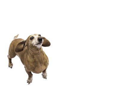 A gorgeous Miniature Dachshund dog. Shaded Red in colour, against a white background. This breed of dog becoming very popular across the world.の写真素材