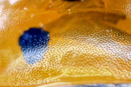 A very closeup photo taken of a tiny common Ladybird.のeditorial素材