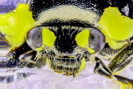 A very closeup photo taken of a tiny common Ladybird.