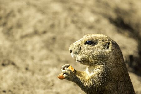 A small animal called a Prairie Dog enjoying it's time within it's zoo enlosure, during a sunny day.の写真素材