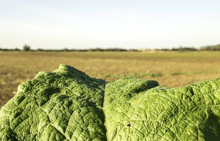 A single large doc leaf close to the camera lens with the countryside / sky in the background.の写真素材