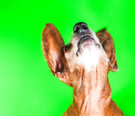 An old Miniature Dachshund portrait against a green screen background.の写真素材