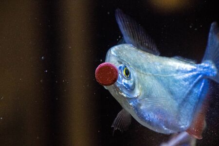 Large, Silver Dollar, fish enjoy treats that have been stuck to the glass inside a common type of...