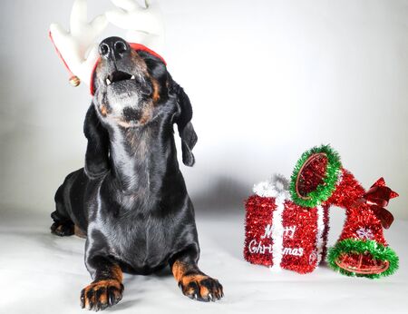 A Miniature Smooth Haired Dachshund in the Christmas Spirit. Beside a Merry Christmas gift.の写真素材