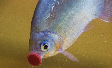 Large, Silver Dollar, fish enjoy treats that have been stuck to the glass inside a common type of...