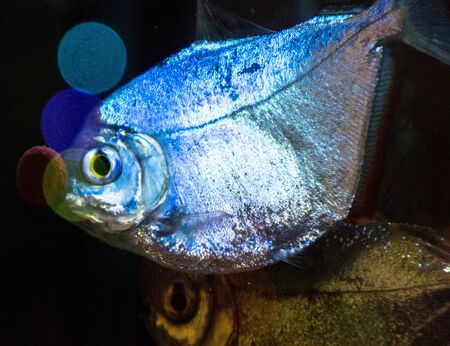 Large, Silver Dollar, fish enjoy treats that have been stuck to the glass inside a common type of...