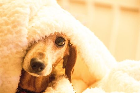 A Miniature Dachshund taking a rest.の写真素材