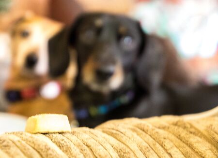 A large biscuit sits on the arm of a sofa....overlooked by a Miniature Dachshund in the background...