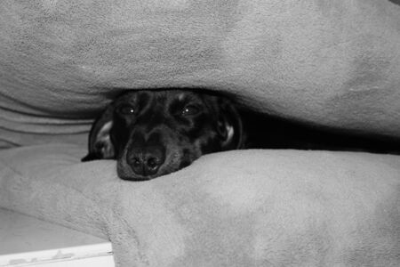 A Miniature Dachshund doing what they enjoy most, resting and sleeping.の写真素材