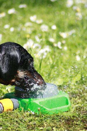 One of the world's best loved dog breeds, the Miniature Dachshund....otherwise known as a 'Sausage Dog'の写真素材