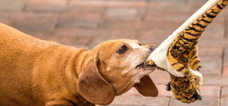 One of the world's best loved dog breeds, the Miniature Dachshund....otherwise known as a 'Sausage Dog'の写真素材