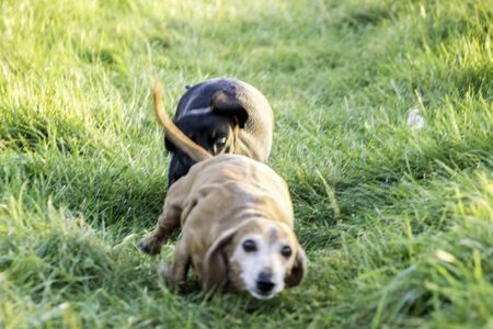 One of the world's best loved dog breeds, the Miniature Dachshund....otherwise known as a 'Sausage Dog'の写真素材