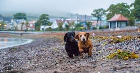 One of the world's best loved dog breeds, the Miniature Dachshund....otherwise known as a 'Sausage...