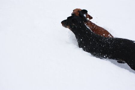 One of the world's best loved dog breeds, the Miniature Dachshund....otherwise known as a 'Sausage...
