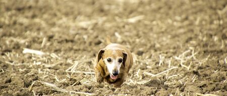 One of the world's best loved dog breeds, the Miniature Dachshund.の写真素材