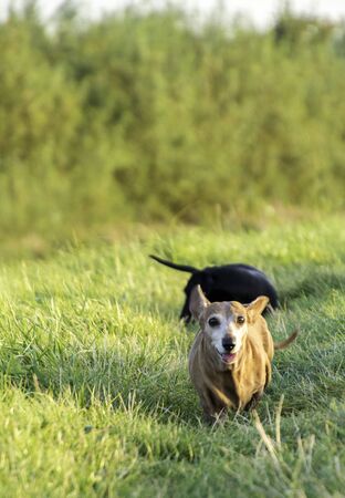 One of the world's best loved dog breeds, the Miniature Dachshund....otherwise known as a 'Sausage...
