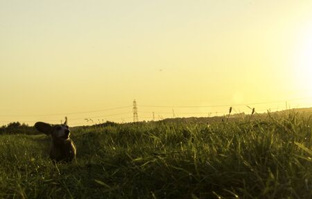 One of the world's best loved dog breeds, the Miniature Dachshund.の写真素材