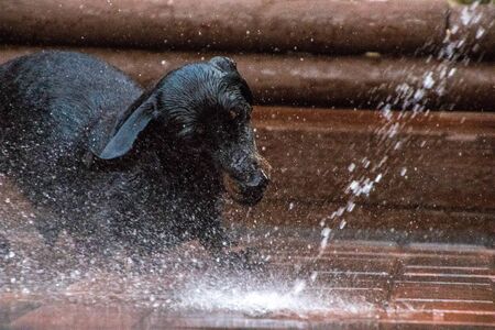 One of the world's best loved dog breeds, the Miniature Dachshund.の写真素材