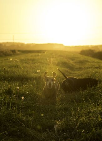 One of the world's best loved dog breeds, the Miniature Dachshund....otherwise known as a 'Sausage...