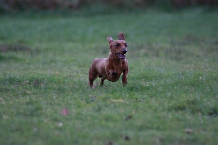 One of the world's best loved dog breeds, the Miniature Dachshund....otherwise known as a 'Sausage Dog'の写真素材