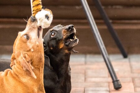 One of the world's best loved dog breeds, the Miniature Dachshund....otherwise known as a 'Sausage...