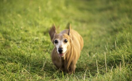 One of the world's best loved dog breeds, the Miniature Dachshundの写真素材