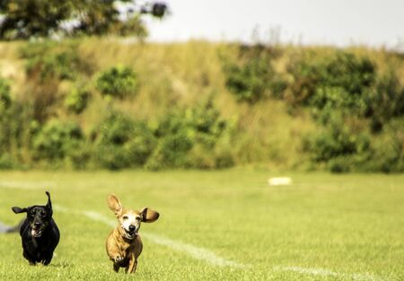 One of the world's best loved dog breeds, the Miniature Dachshund