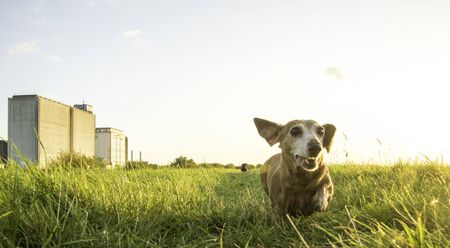 One of the world's best loved dog breeds, the Miniature Dachshund