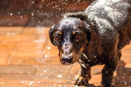 One of the world's best loved dog breeds, the Miniature Dachshund
