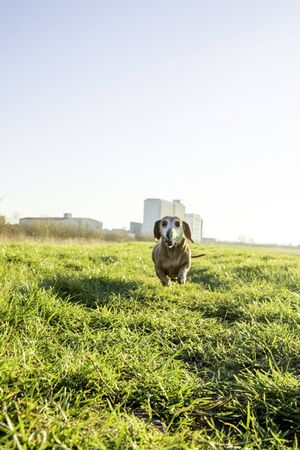 One of the world's best loved dog breeds, the Miniature Dachshund.の写真素材