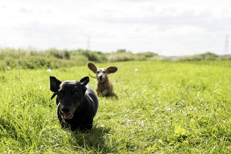 One of the world's best loved dog breeds, the Miniature Dachshund....otherwise known as a 'Sausage...