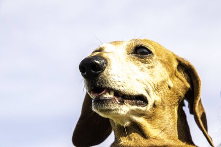 One of the world's best loved dog breeds, the Miniature Dachshund....otherwise known as a 'Sausage...