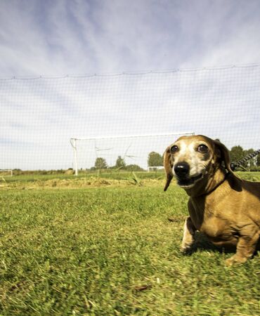 One of the world's best loved dog breeds, the Miniature Dachshund....otherwise known as a 'Sausage...