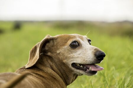 One of the world's best loved dog breeds, the Miniature Dachshund....otherwise known as a 'Sausage Dog'の写真素材