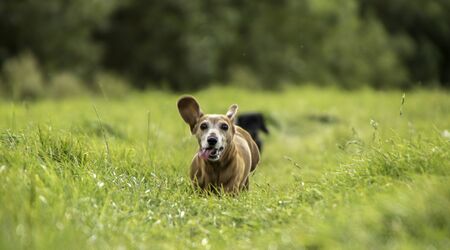 One of the world's best loved dog breeds, the Miniature Dachshund.