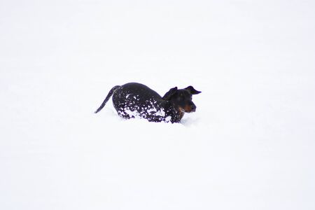 One of the world's best loved dog breeds, the Miniature Dachshund....otherwise known as a 'Sausage Dog'の写真素材