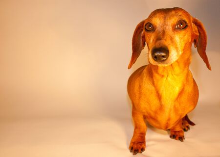 One of the world's best loved dog breeds, the Miniature Dachshundの写真素材