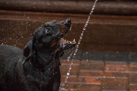 One of the world's best loved dog breeds, the Miniature Dachshund.の写真素材