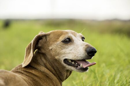 One of the world's best loved dog breeds, the Miniature Dachshund.