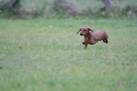 One of the world's best loved dog breeds, the Miniature Dachshund.の写真素材