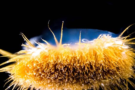 An ultra closeup view of a paint brush head, showing all the bristles.