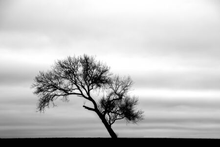 A lone tree silhouetted in a field, in the heart of the United Kingdom.