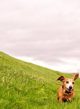 A Miniature Dachshund getting a spot of exercise.の写真素材