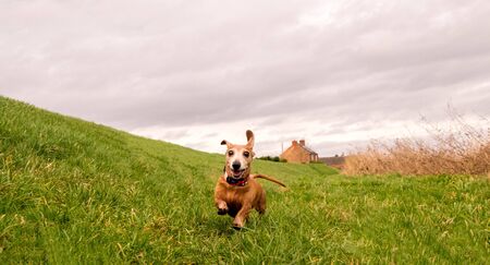 A Miniature Dachshund getting a spot of exercise.の写真素材