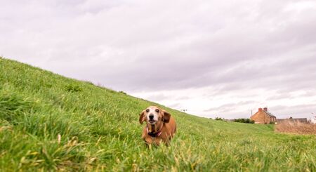 A Miniature Dachshund getting a spot of exercise.の写真素材